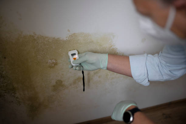 Best Mold Damage Repair  in Washington, MO