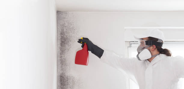 Best Attic Mold Removal  in Washington, MO