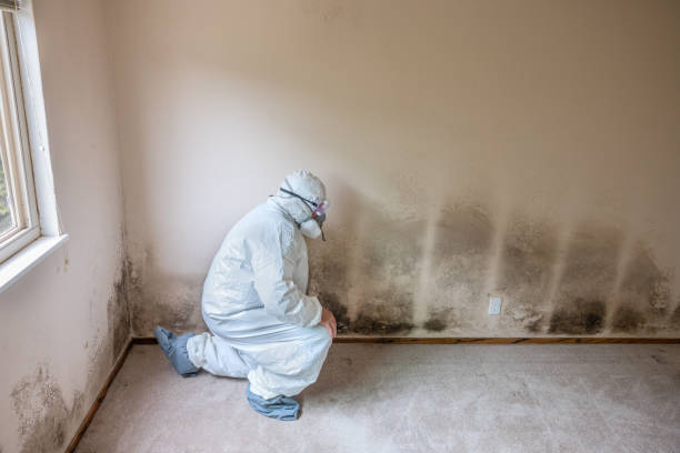 Best Local Mold Removal Service  in Washington, MO