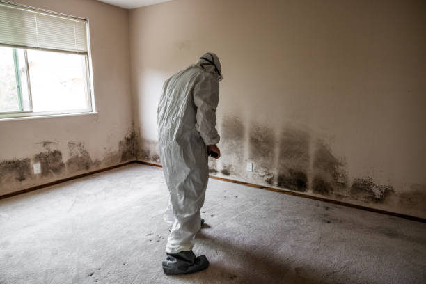Best Fast Mold Removal  in Washington, MO