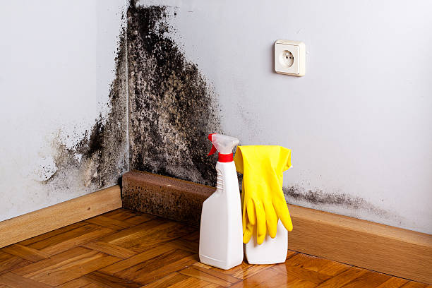 Best Mold Testing and Removal  in Washington, MO