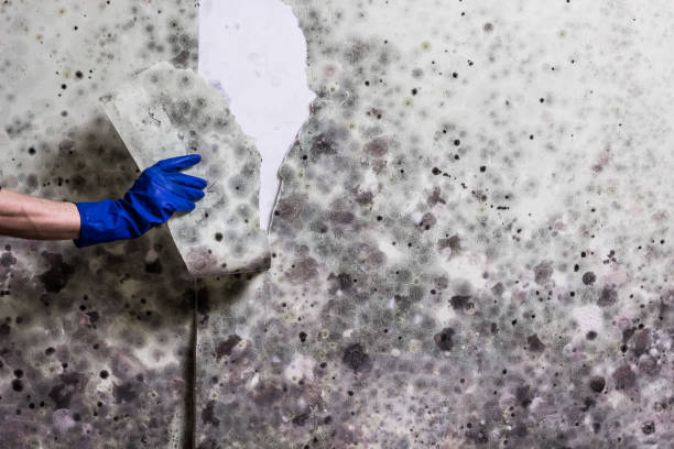 Best Black Mold Removal  in Washington, MO