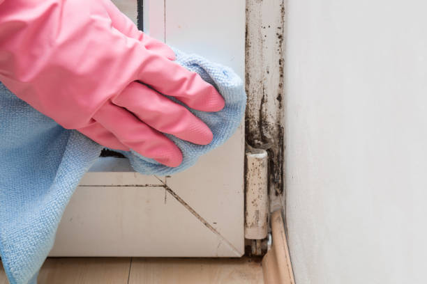 Best Residential Mold Removal  in Washington, MO