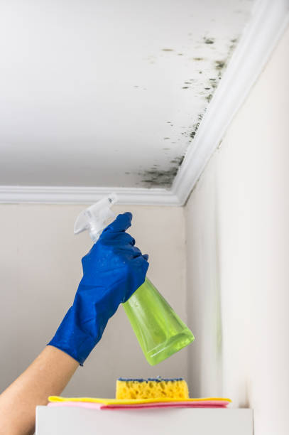 Best Same-Day Mold Removal  in Washington, MO
